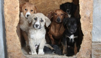 állatmenhely, adóbevallás, adó 1+1