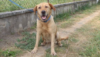 állatmenhely, adóbevallás, adó 1%