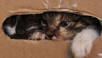 állatmenhely, személyi jövedelemadó, adó 1 százalék