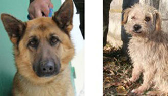 állatmenhely, adóbevalláskor, adó egy százalék