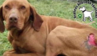 adóbevallás, állatotthon, adó 1%