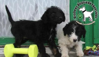 állatmenhely, személyi jövedelemadó, adó 1 százalék